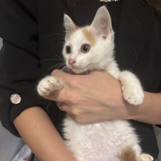 チームN あおくん
