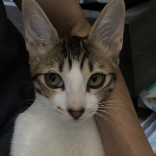 抱っこ大好き美猫の女の子リリ