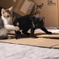 家で産まれた猫です！