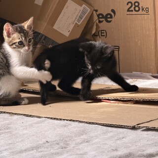 家で産まれた猫です！
