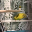 セキセイインコ里親募集