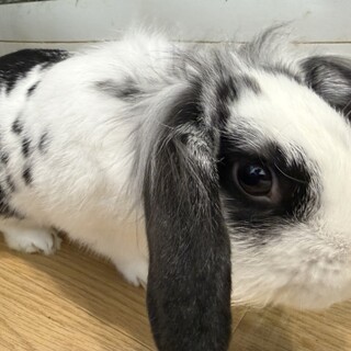 うさぎ雑種里親募集