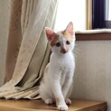 茶白の子猫⭐︎とても可愛いです！