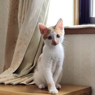 茶白の子猫⭐︎とても可愛いです！