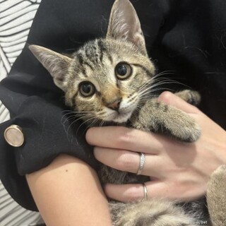 チームＮ　りんごちゃん