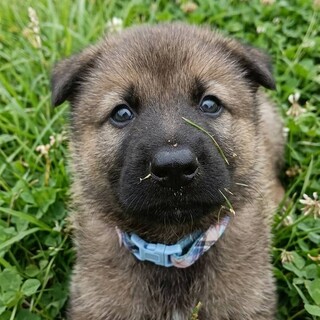 かわいい子犬！バロンくん