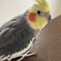 オカメインコの里親募集中です