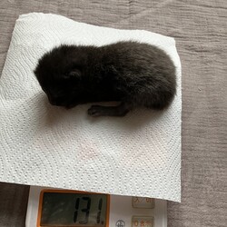 5日目、体重測定と性別確認を行いました