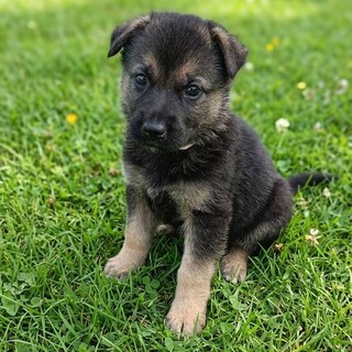 かわいい子犬！ビビちゃん！