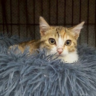おっとりだけどしっかりもの　こむぎちゃん