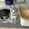 4兄弟の長男ポジ☆グレートラもえぎくん サムネイル4