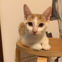 懐っこく元気いっぱい！3ヶ月 茶白の女の子  調布