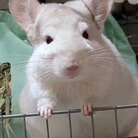 雪見ちゃん