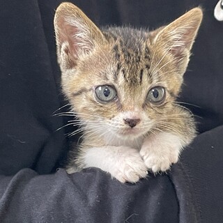 小さい体でいけいけどんどん　ひよりちゃん
