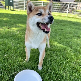 【元気な豆柴の女の子】小さな柴犬サイズです。