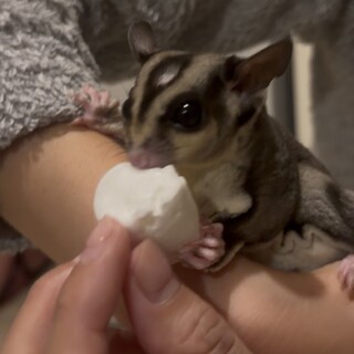 フクロモモンガ１才半男の子