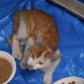 ねこ