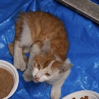ねこ