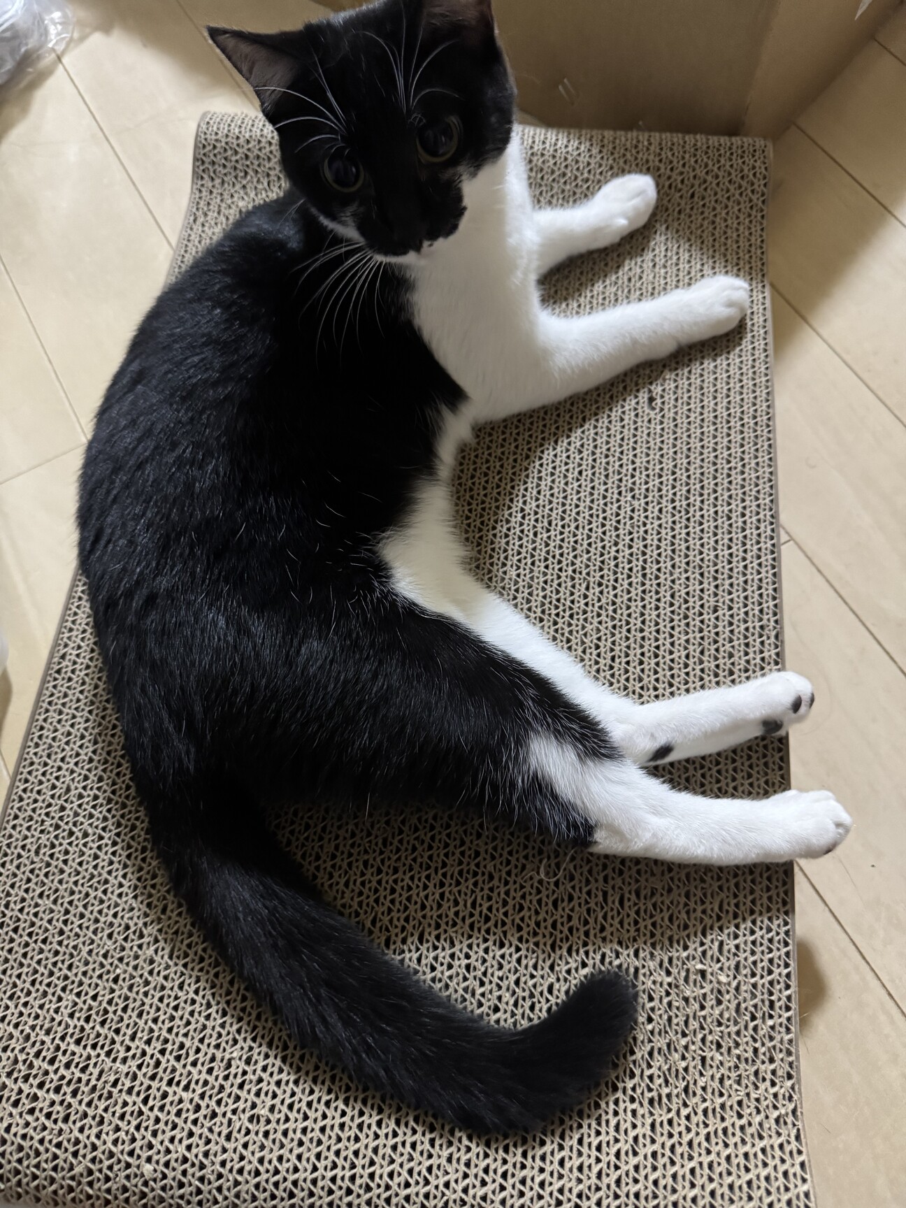 急募里親募集 サムネイル1