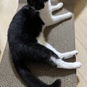 急募里親募集