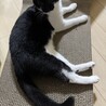 急募里親募集 サムネイル1