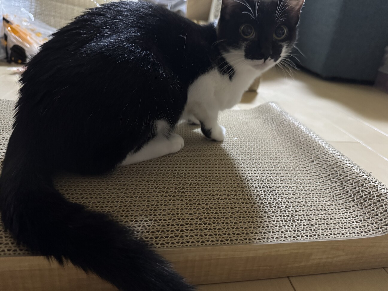 急募里親募集 サムネイル2