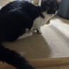 急募里親募集 サムネイル2