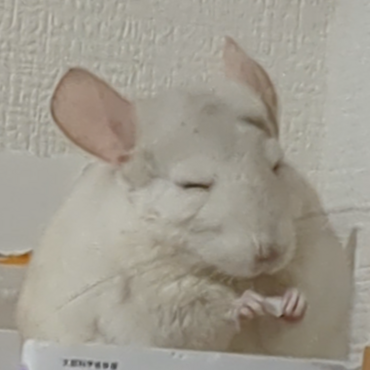 の写真