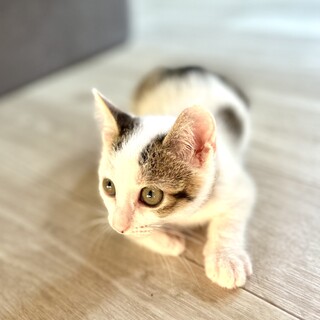 4兄弟3男ポジ☆白キジひまわりくん