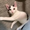 おおらかで人馴れ抜群！豆大福くん3ヶ月 サムネイル1