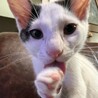 おおらかで人馴れ抜群！豆大福くん3ヶ月 サムネイル2