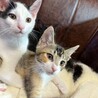 おおらかで人馴れ抜群！豆大福くん3ヶ月 サムネイル3