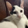 おおらかで人馴れ抜群！豆大福くん3ヶ月 サムネイル4