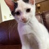 おおらかで人馴れ抜群！豆大福くん3ヶ月 サムネイル5