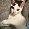 おおらかで人馴れ抜群！豆大福くん3ヶ月 サムネイル6