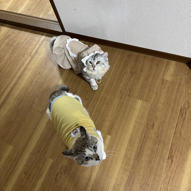 Hafrubiiのカバー写真