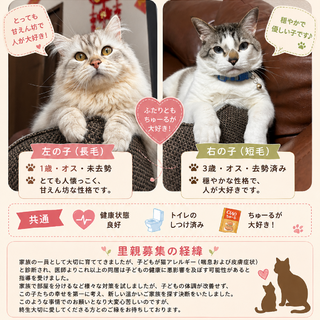ハンドメイド ボタンの狼 里親 募集中 せめてこれぐらい…繁殖引退犬の