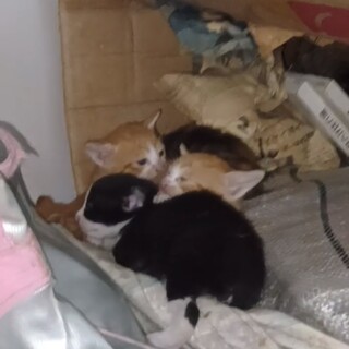 生後１ヶ月子猫及び親猫