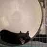 デグーの里親募集中！ サムネイル2