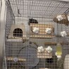 デグーの里親募集中！ サムネイル3