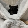 デグーの里親募集中！ サムネイル4