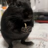 デグーの里親募集中！ サムネイル5