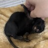 デグーの里親募集中！ サムネイル6