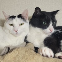 ふぁる