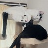 ちゃんたお