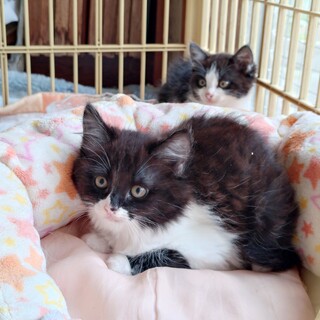 ふわふわモコモコのヒマラヤン」新潟県 - 猫の里親募集(31601