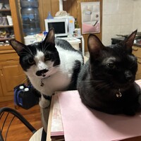 ちび