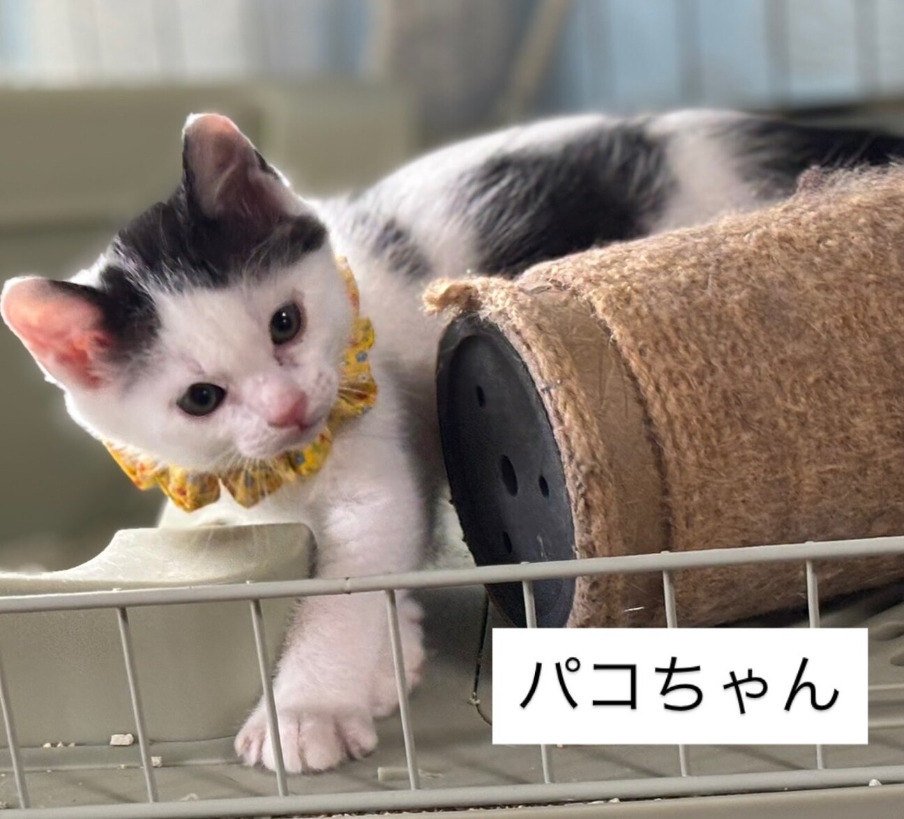 パコくん サムネイル3
