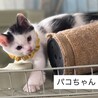 パコくん サムネイル3