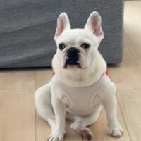 サン